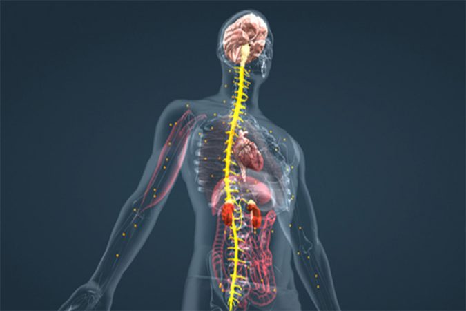 Exocrine-and-endocrine-glands
