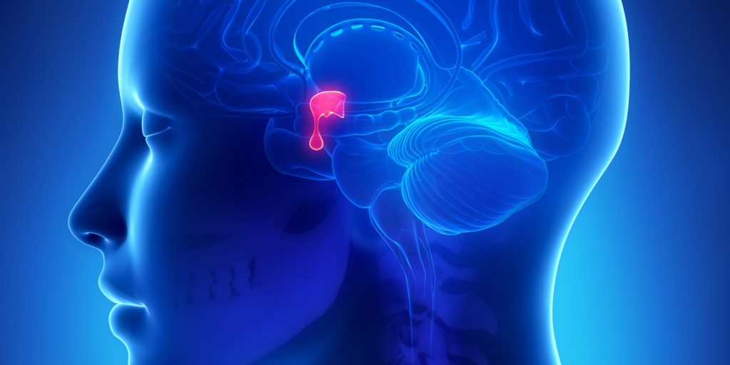 Pituitary-gland