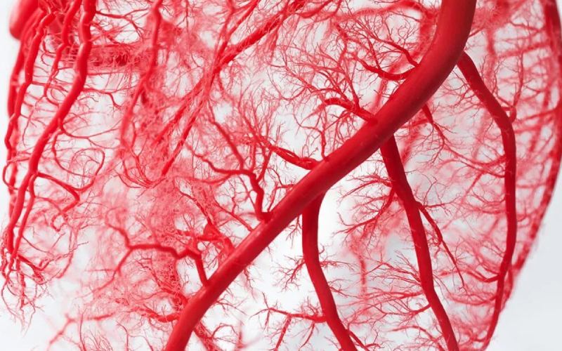 سرخرگ چیست؟ آشنایی با کار سرخرگ و انواع بیماری های آن