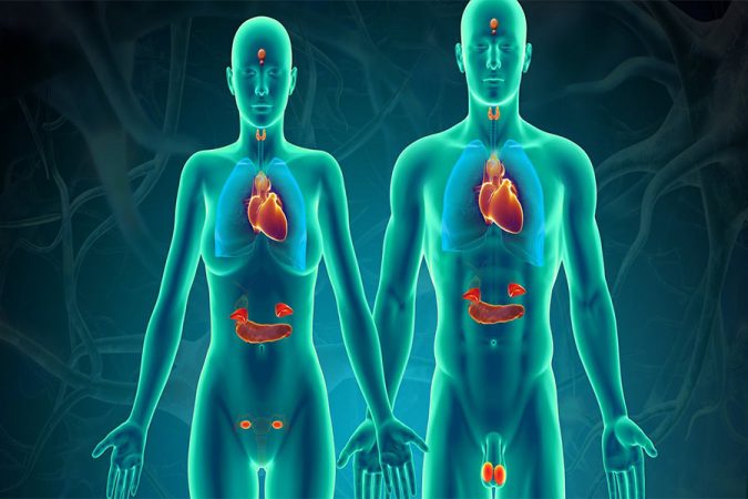 endocrine-system