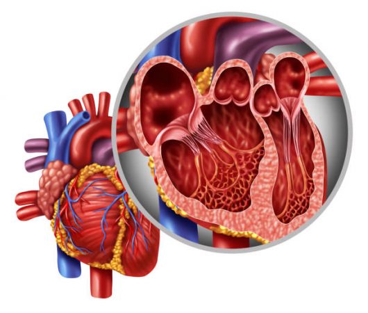 mitral-valve