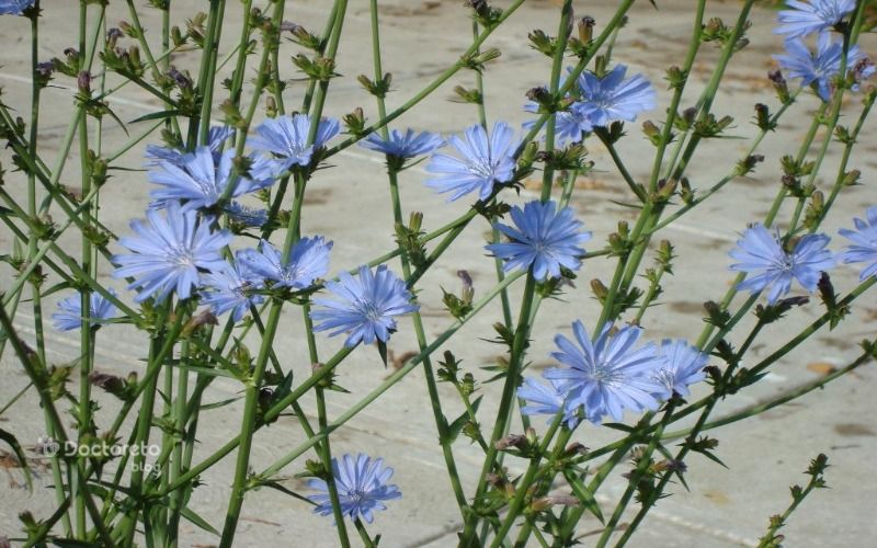 عرق کاسنی